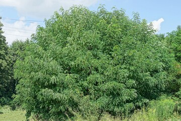 big bush of acacia tree with green leaves in the grass in the park in nature