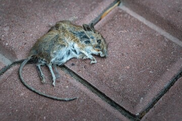 Close up view on dead mouse lying on ground.