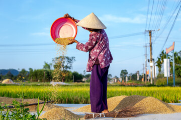Rice in Vietnam