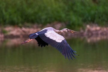 Open-billed stork or Asian openbill (Anastomus oscitans)