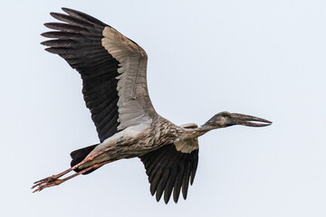 Open-billed stork or Asian openbill (Anastomus oscitans)