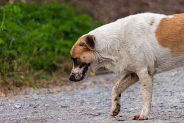 thai Bangkaew dog walking on the road