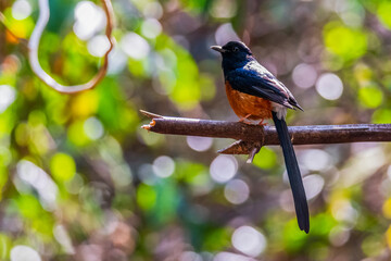 Copsychus malabaricus White-rumped Shama nature of thailand