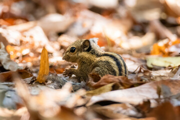 cute little Burmese/Himalayan Striped Squirrel (Tamiops mcclellandii) on the end of a branch