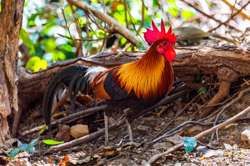 Red Junglefowl - Gallus gallus tropical bird in nature thailand