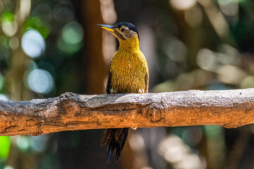 Common flameback, beautiful bird woodpecker in nature