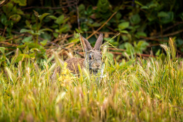 Peekaboo- Wild cotton tail rabbit sitting in the gras