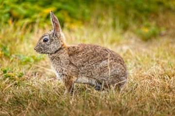 Naklejka na ściany i meble Wild cotton tail rabbit sitting in the gras