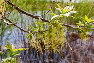 Fototapeta premium Spring catkins branch and young green leaves in blossom against blue sky and young green leaves