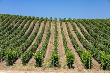 Fototapeta na wymiar Vermentino vineyard in Gallura, Sardinia, Italy, Europe