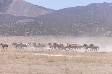 Fototapeta na wymiar Herd of Wild Horses in the Utah Desert