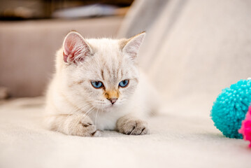 Cute light gray british kitten with blue eyes sits on a gray sofa