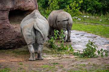 White rhinoceros eating leaves. Square-lipped rhinoceros. Ceratotherium simum. Rear view of butt and tail.