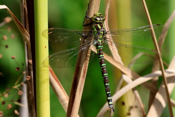 aeschne bleue mâle immature