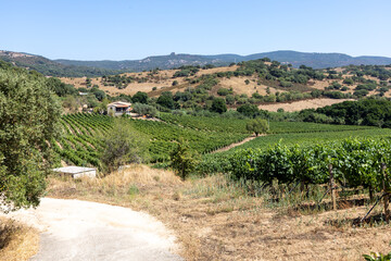 Vermentino vineyard in Gallura, Sardinia, Italy, Europe - obrazy, fototapety, plakaty