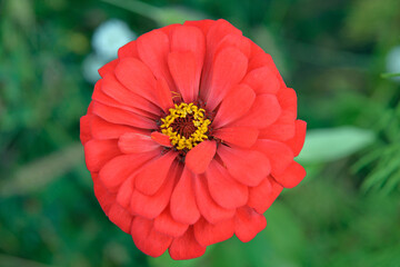 Multicolored varieties of a flowering ornamental plant called Zinnia, which grows commonly in flower meadows in the city of Białystok in Podlasie in Poland.