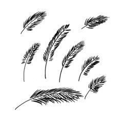 Obraz premium Grass Leaves from hand drawing with black ink 