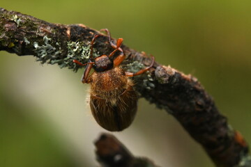 Junikäfer (Amphimallon solstitiale)