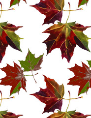 Autumn maple leaves watercolor on white background seamless pattern for all prints.