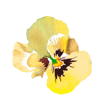 Yellow pancy flower watercolor isolated on white background illustration for all prins.