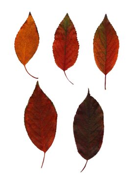 Autumn cherry leaves watercolor isolated on white background set for all prints.