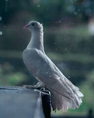 seagull on the wall