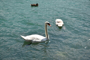 Cigni e anatre