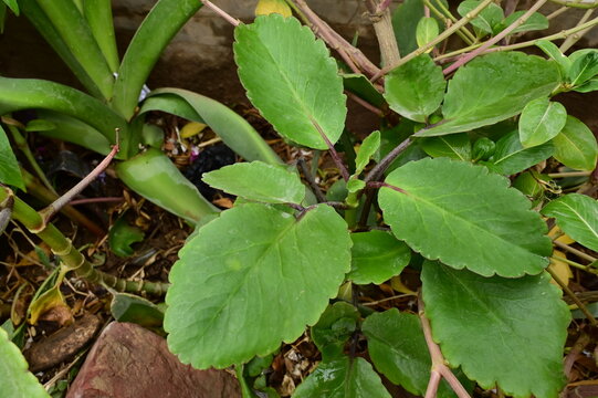 kalanchoe pinnata plant in the garden