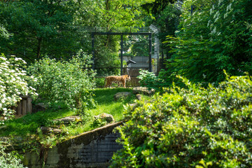 Snapshot from the The Aktiengesellschaft Cologne Zoological Garden in Cologne, Tiger near a cage