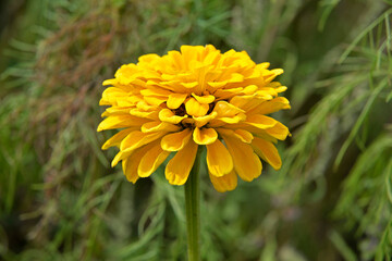 Multicolored varieties of a flowering ornamental plant called Zinnia, which grows commonly in flower meadows in the city of Białystok in Podlasie in Poland.