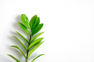 Zamioculcas Zamiifolia or ZZ Plant in white flower pot stand on a light background