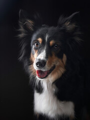 Funny expression dog. border collie on a black background