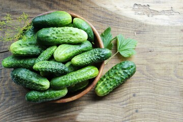 Fresh cucumbers on a wooden table. Dill, garlic and spices. Preparation of pickled cucumbers. preservation of fresh homemade cucumbers. Selective focus. nature