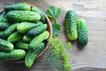 Fresh cucumbers on a wooden table. Dill, garlic and spices. Preparation of pickled cucumbers. preservation of fresh homemade cucumbers. Selective focus. nature