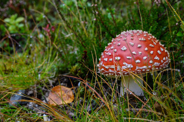 Mushroom toadstool