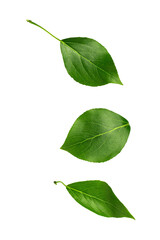 Obraz premium Three green leaves are flying down on a white background. Isolated leaves.