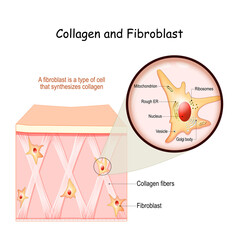 Collagen and fibroblast