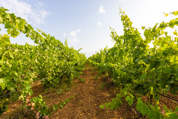 typical Vernaccia wine vineyard in the Oristano area. Sardinia, Italy, Europe