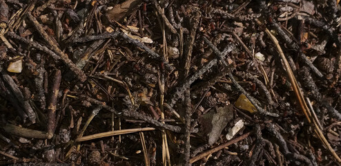 ants in a forest anthill, macro photo