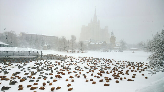 Moscow, Russia - February 04, 2018: Flock of ducks on pond of Zoo during a snowfall in Moscow