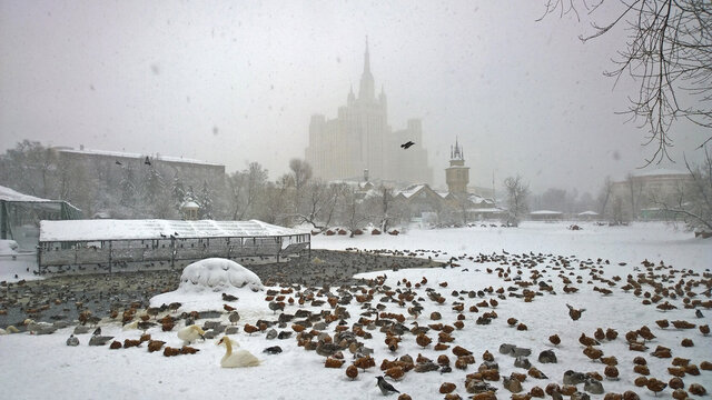 Moscow, Russia - February 04, 2018: Flock of different birds on pond of Zoo during a snowfall in Moscow