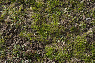 The first spring grass is breaking through