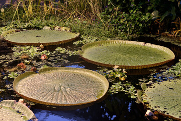 Big Waterlilies in a Pond