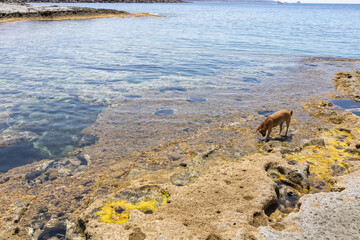 a dog on the rocks of the sea of Bosa, Oristano, Sardinia, Italy