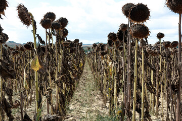 Faded sunflower field in Tuscany, Italy