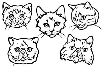Vector illustration set with outlines of different cats faces. Hand drawn cats portraits.