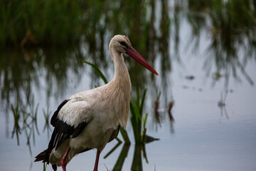 Storks in spring in Aiguamolls De L'Emporda Nature Reserve, Spain
