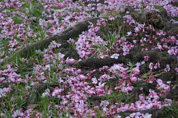 Cherry Tree Flowers in the ground