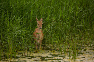 Fallow deer in Aiguamolls De L'Emporda Nature Reserve, Spain © Alberto Gonzalez 