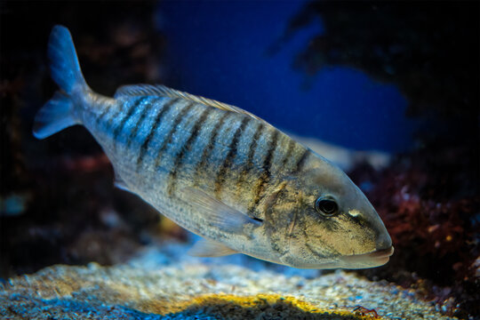 Sand steenbras Lithognathus mormyrus fish underwater in sea